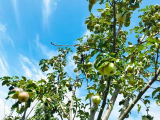 康斯特的果子熟啦！